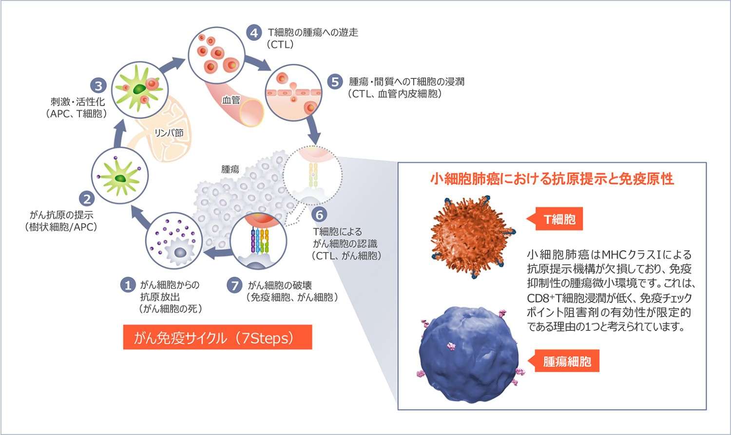 図4 通常のがん免疫サイクルと、小細胞肺癌の腫瘍微小環境1