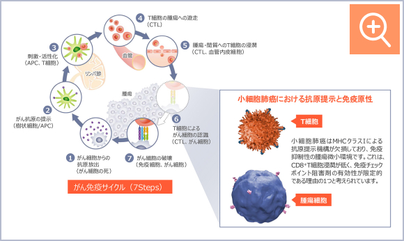 図4 通常のがん免疫サイクルと、小細胞肺癌の腫瘍微小環境1