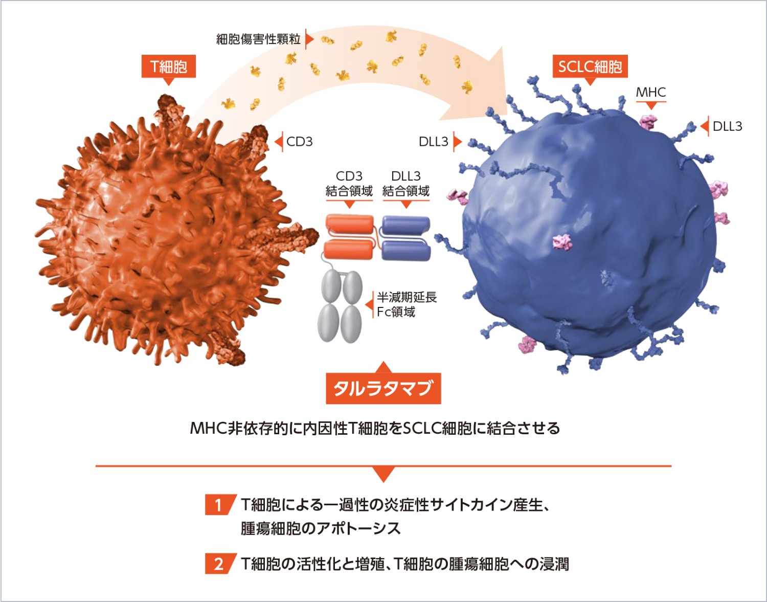 図1 タルラタマブの作用機序